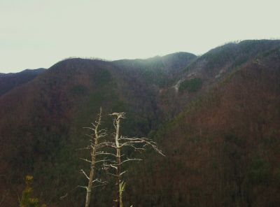  View from Longarm Ridge
Gnarly Trees and Sampson Mountain,
1-1-2010
