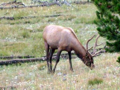 Elk
Photo courtesy of Katrina Kane 8-2010
