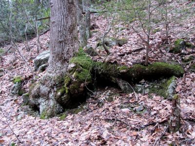 Gnarley Tree
Rock Creek

