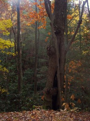 Gnarly Tree
October 2009
