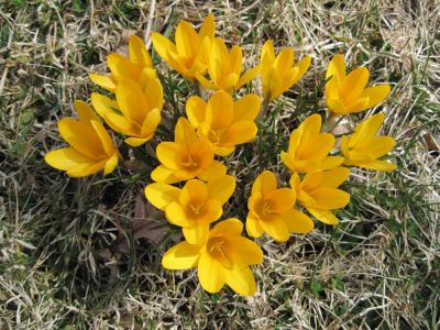 Yellow Crocus
March, 2010
