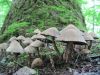 1798,_li_l_brown_mushrooms,_Hogback_Ridge,_6-10.jpg