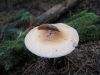 2351,_slug_on_mushroom,_7-10.jpg