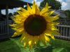 4963rszd_Sunflower_6-18-18.jpg