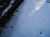 5670,_tracks_in_snow,_1-29-11.jpg